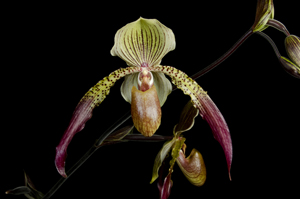 Paph Julius 'Sunset Valley Orchids' AM 84pts